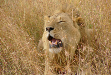 Lion  se reposant -  Réserve Masai Mara
