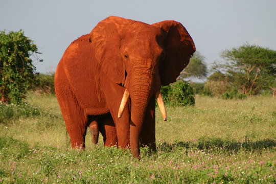 Roter Elefant