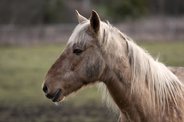 Animal de ferme