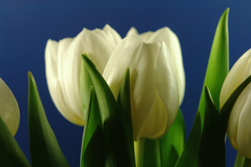 Naklejka premium Tulipany