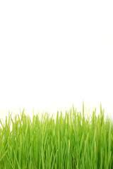 Obraz premium Wheatgrass z bliska
