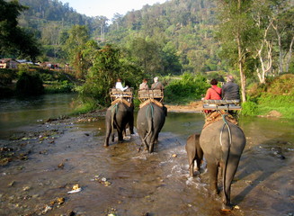 promenade à dos d'éléphant