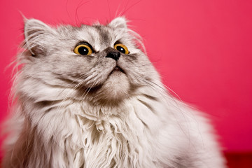 neugierige Katze