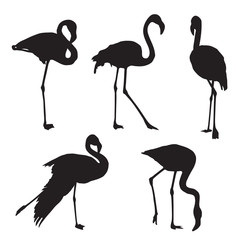 Flamingo silhouette