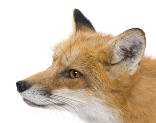 Red fox (4 years)- Vulpes vulpes