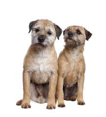 Two Border terriers