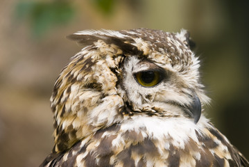 Ethiopian Eagle Owl