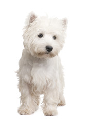 West Highland White Terrier (8 months)