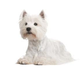 West Highland White Terrier