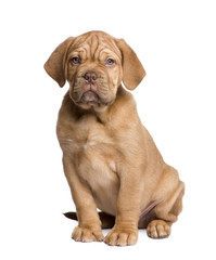 Dogue de Bordeaux puppy (2 months)