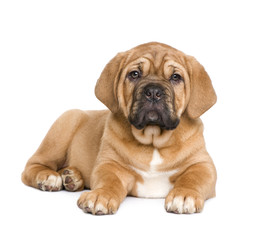 Dogue de Bordeaux puppy (2 months)