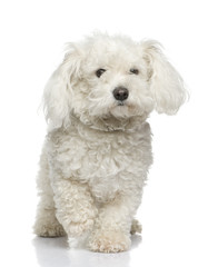 maltese dog