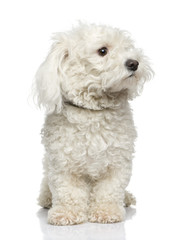 maltese dog