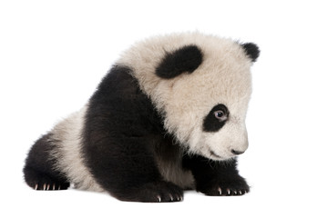 Naklejka premium Giant Panda (6 miesięcy) - Ailuropoda melanoleuca