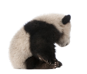 Giant Panda (6 months) - Ailuropoda melanoleuca © Eric Isselée