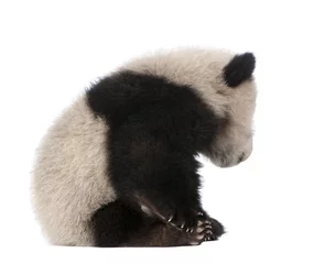 Papier Peint photo Lavable Panda Panda géant (6 mois) - Ailuropoda melanoleuca