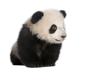 Giant Panda (6 months) - Ailuropoda melanoleuca © Eric Isselée