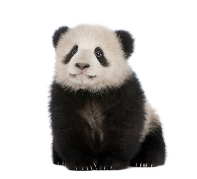 Fototapeta Giant Panda (6 months) - Ailuropoda melanoleuca