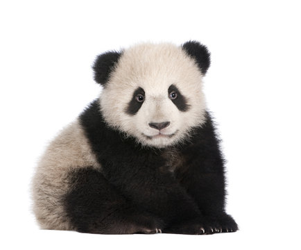 Fototapeta Giant Panda (6 months) - Ailuropoda melanoleuca