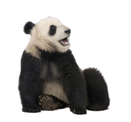 Fototapety  Giant Panda (18 months) - Ailuropoda melanoleuca