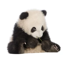 Photo sur Aluminium Panda Panda géant (6 mois) - Ailuropoda melanoleuca