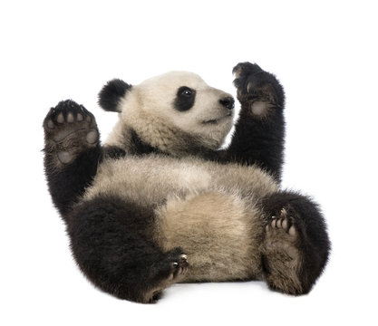 Fototapeta Giant Panda (18 months) - Ailuropoda melanoleuca