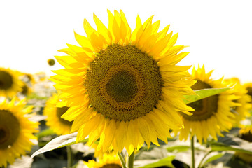 Obraz premium Beautiful sunflowers growing in the field