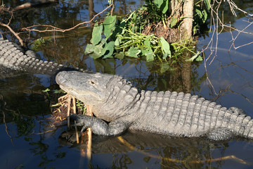 American Alligator