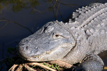 Fototapeta premium American Alligator