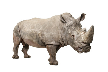 White Rhinoceros - Ceratotherium simum ( +/- 10 years)