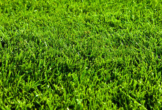 Green Grass Close Up
