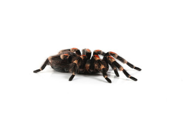 tarantula