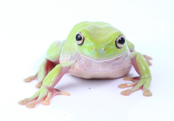 green frog