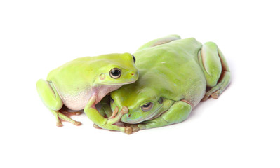 green frogs