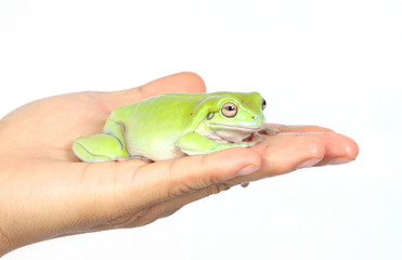 frog in hand