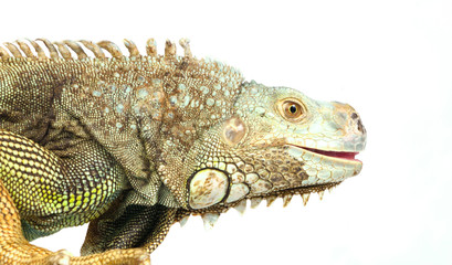 Obraz premium iguana