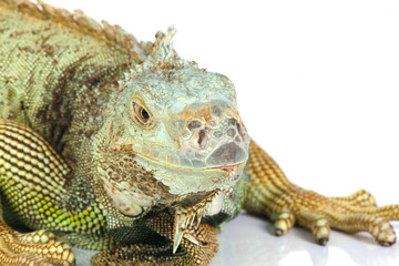 iguana