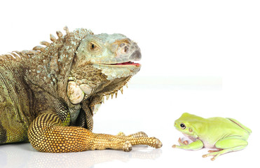 iguana and frog