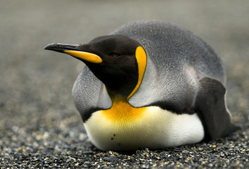 King penguin on belly