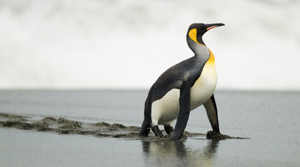 Fototapeta na wymiar King penguin on all fours