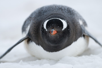 Gentoo penguin on belly in snow