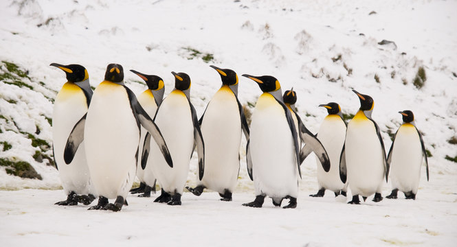 King Penguins marching