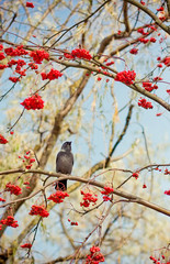 Bird on rowan
