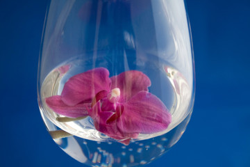 Orchid in glass