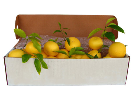grapefruit in flower shipping box