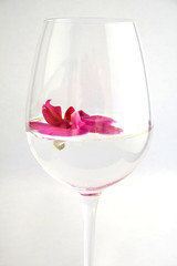 Orchid in glass