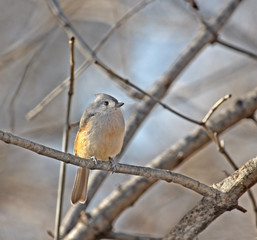 Tufted Titmouse
