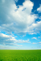 Fototapeta na wymiar Green grass and cloudy blue sky