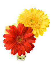 Yellow And Red Gerbers in Vase on White