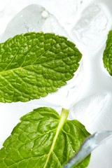 Leaves of mint in ice